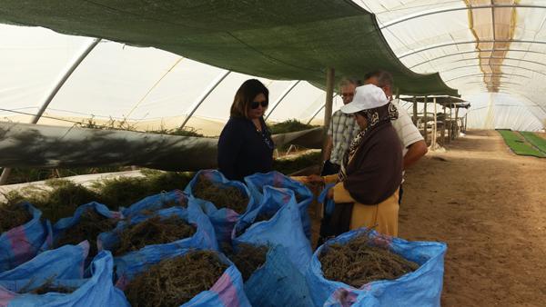 Visite dune Cooperative Agriole bioTOUZAIKO 21