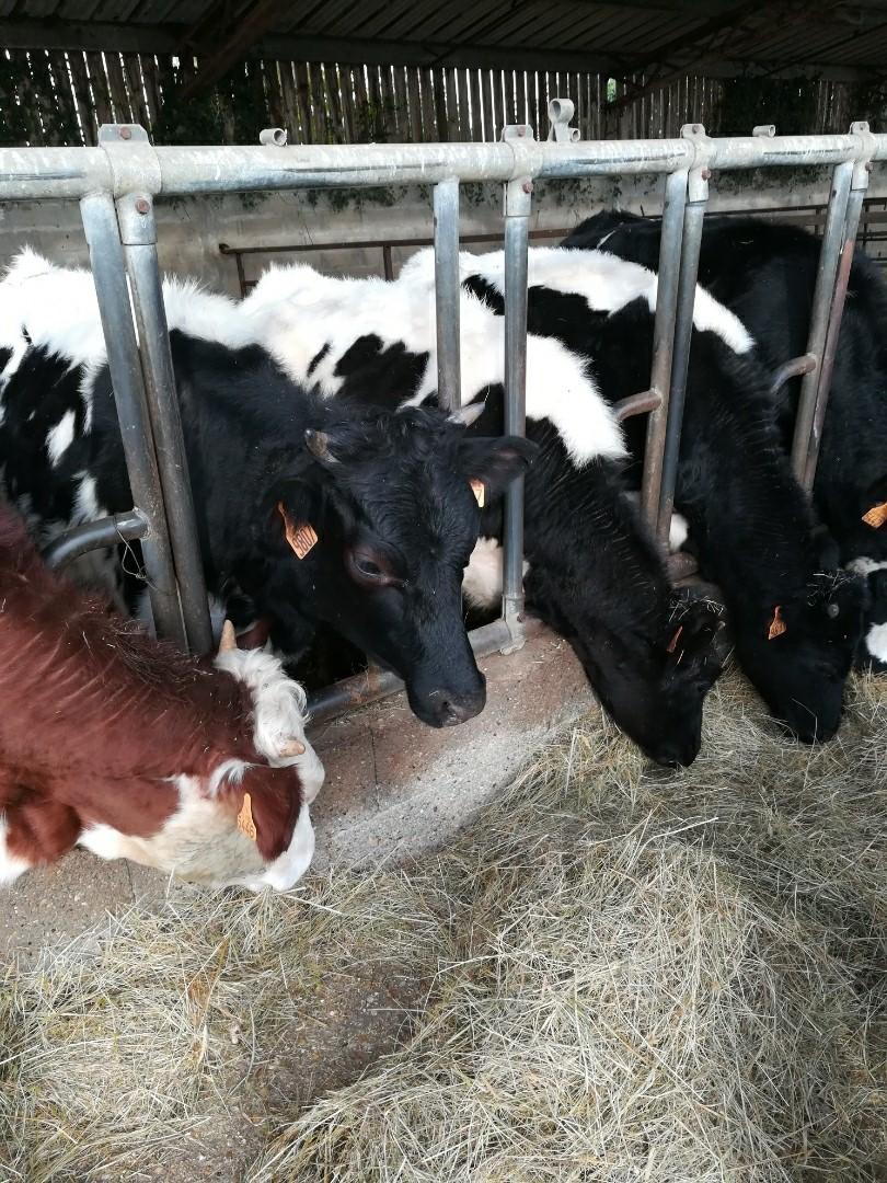 thumbnail SAVE 20200203 145634