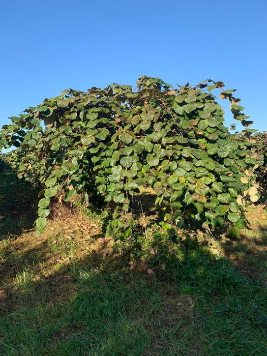 arbre kiwi